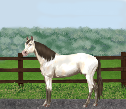 horse image