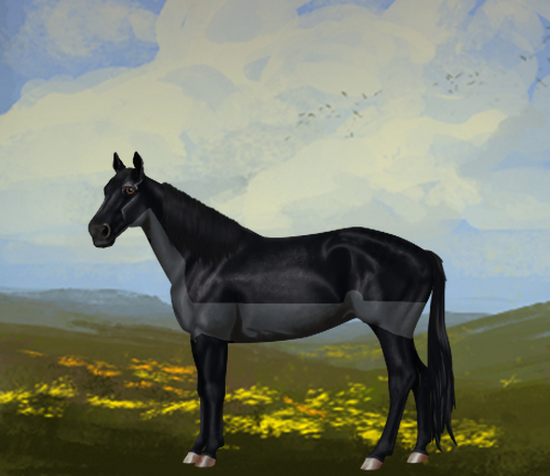 horse image