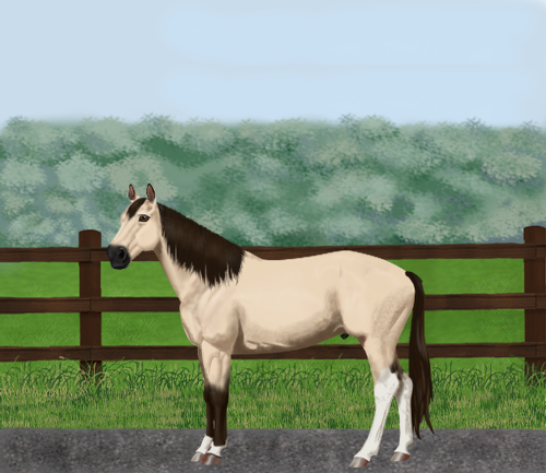 horse image