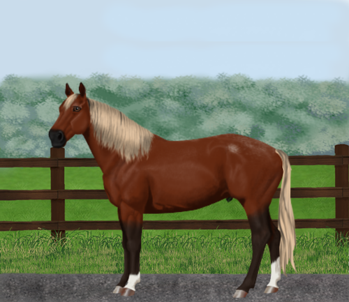 horse image