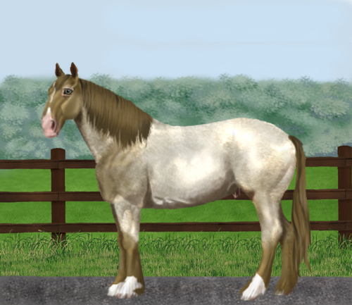 horse image