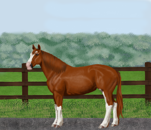 horse image