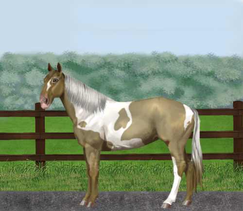 horse image