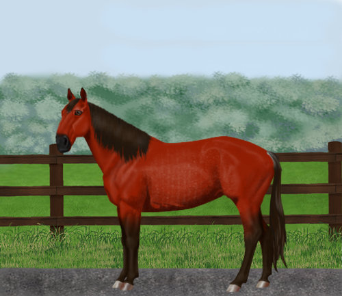 horse image