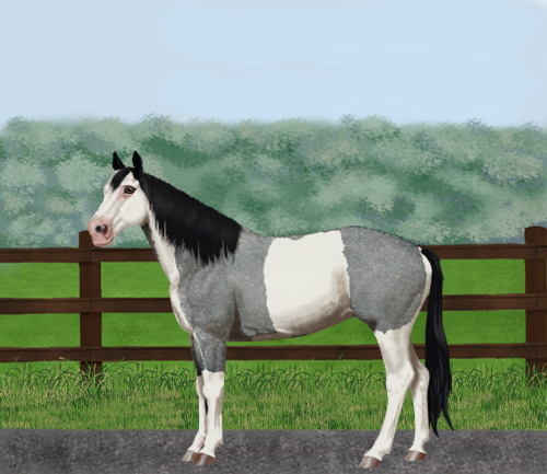 horse image