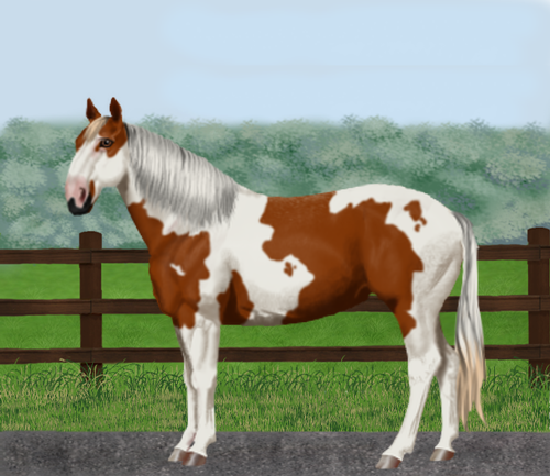 horse image