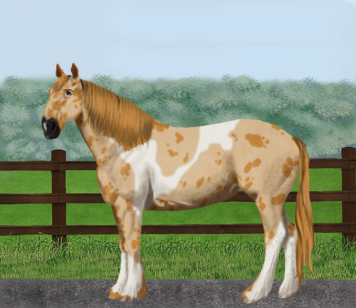 horse image