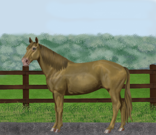 horse image