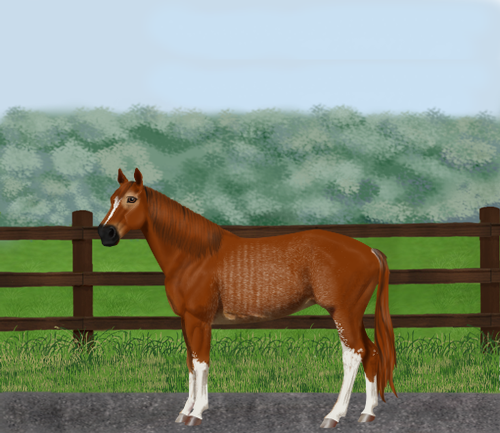 horse image