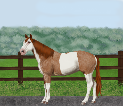 horse image