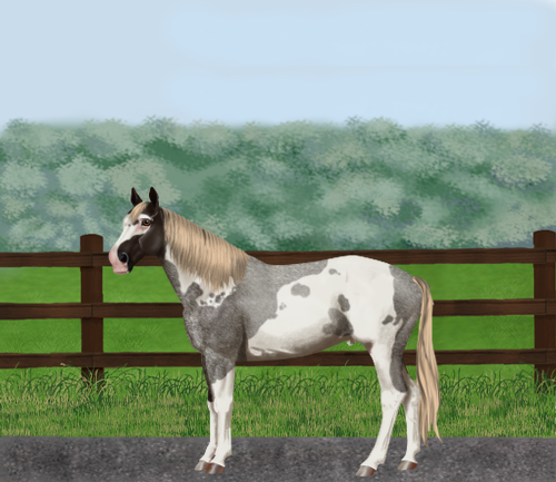 horse image