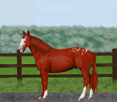 horse image