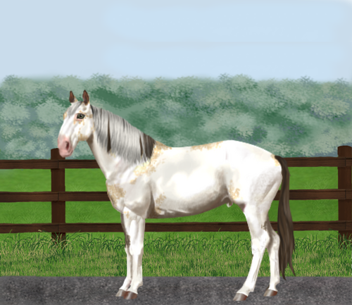 horse image