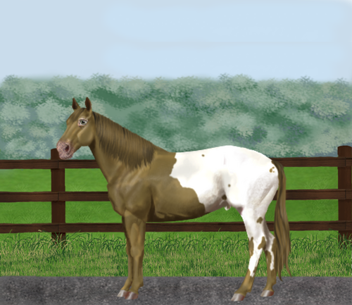 horse image