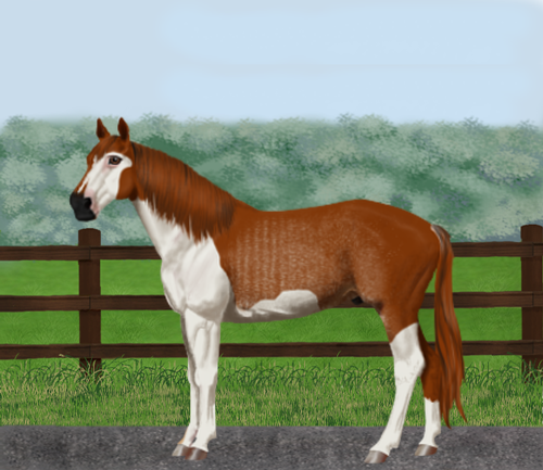 horse image