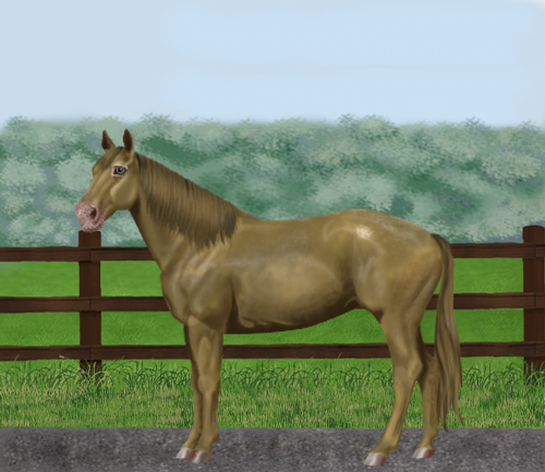 horse image