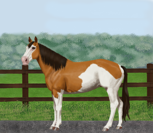 horse image