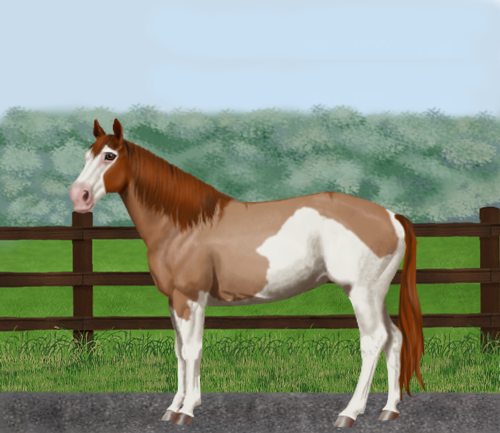 horse image