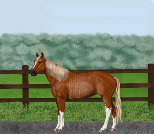 horse image