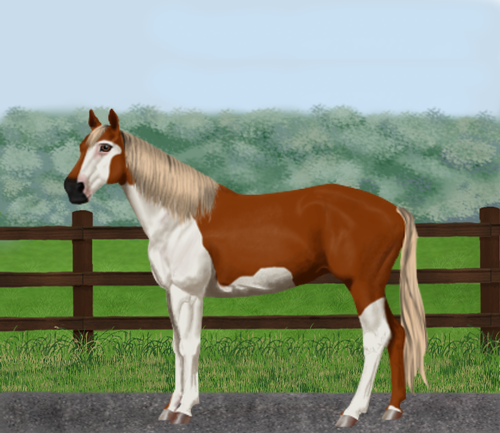 horse image