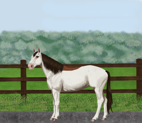 horse image