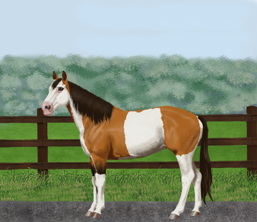 horse image