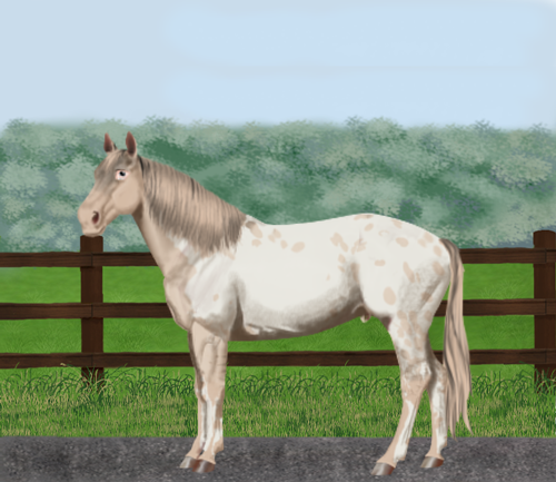 horse image