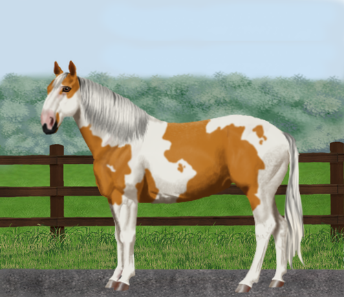 horse image