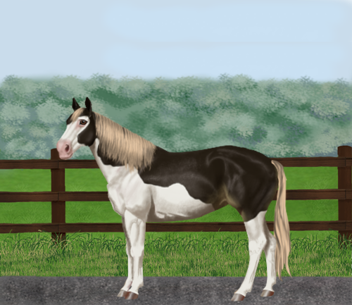 horse image