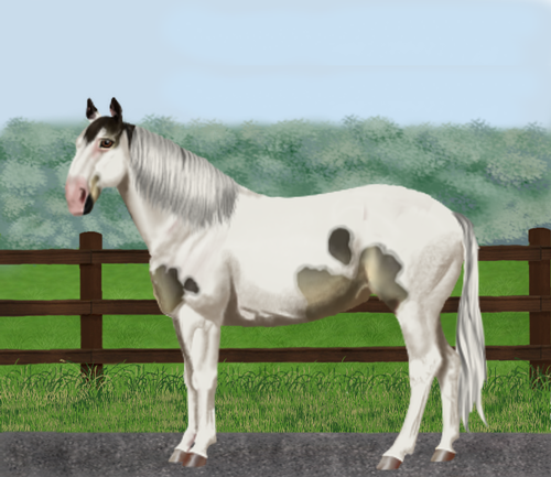 horse image