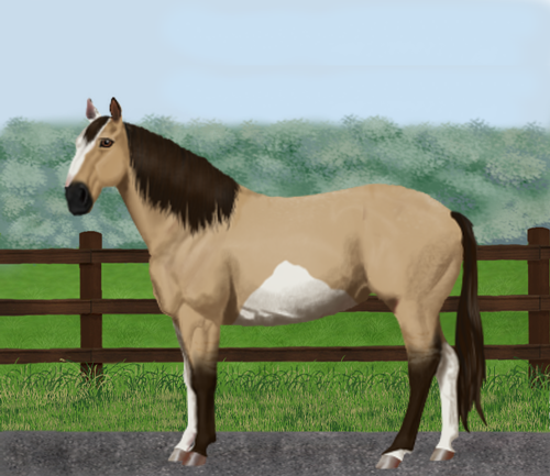 horse image