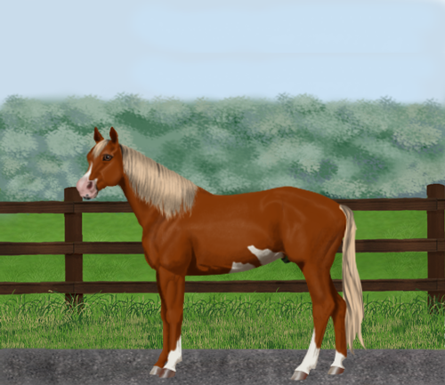 horse image