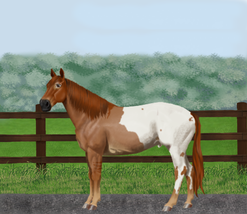 horse image