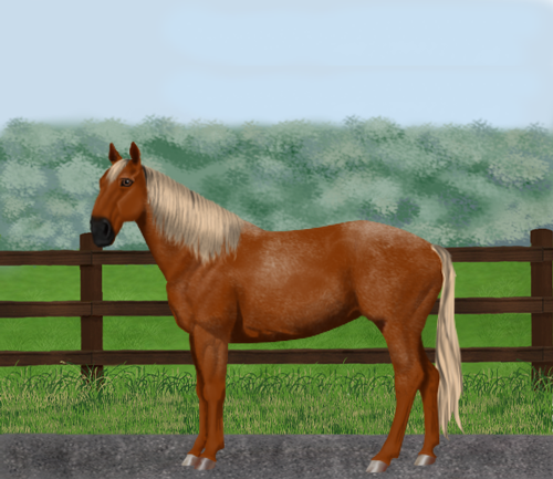 horse image