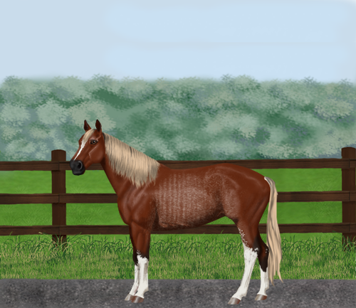 horse image