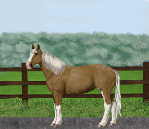 horse image