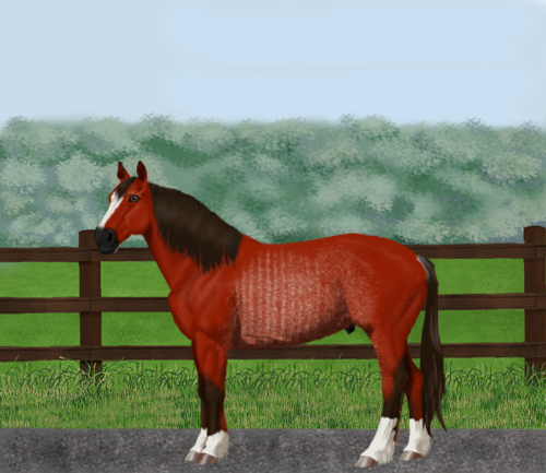 horse image