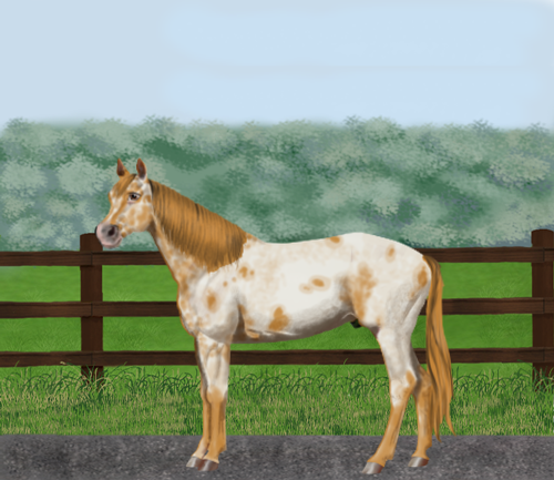 horse image