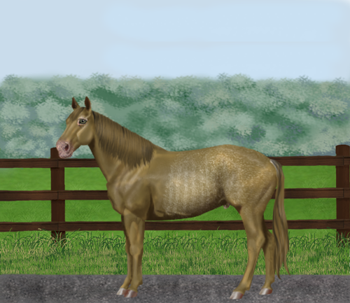 horse image