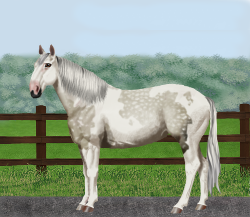 horse image