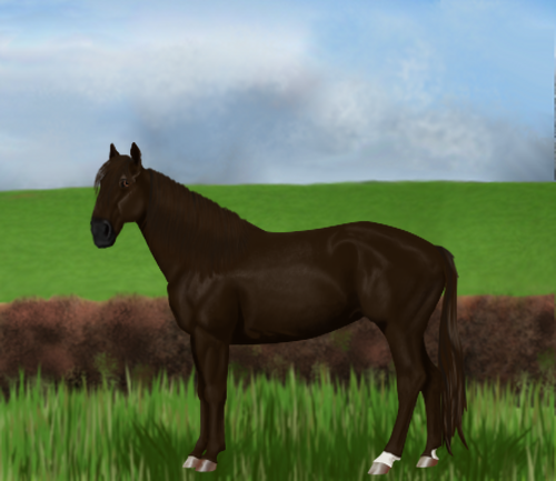 horse image