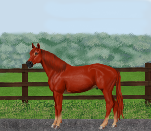 horse image