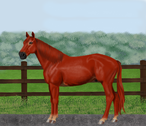 horse image