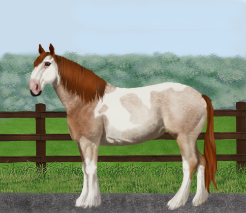 horse image