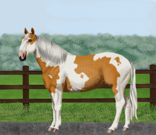 horse image