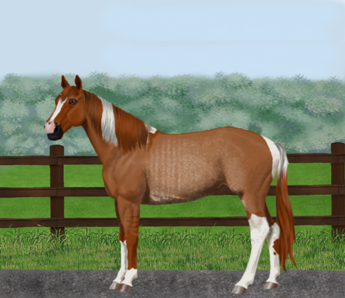 horse image