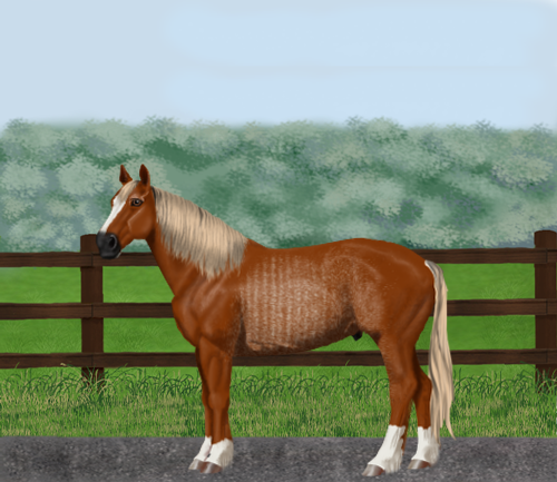 horse image