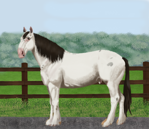 horse image