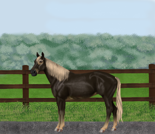 horse image