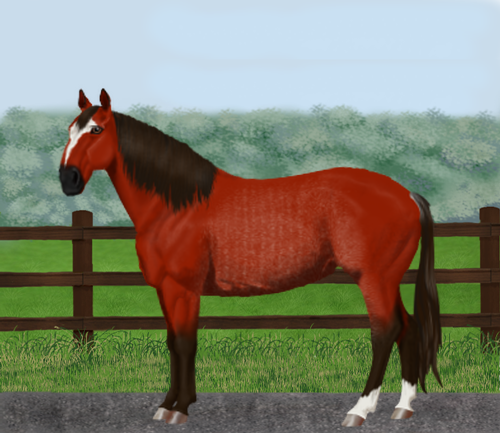 horse image